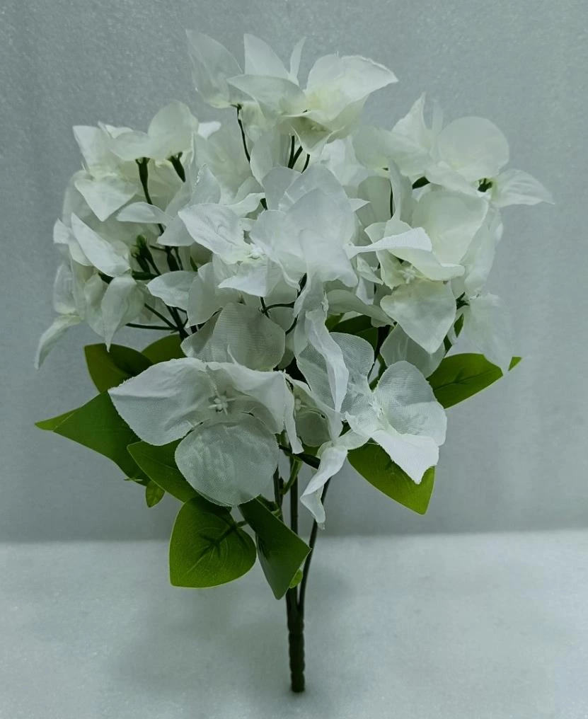 Bougainvillea Bunch x5
